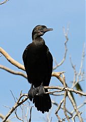 Little Black Cormorant